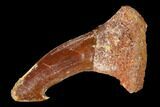 Bargain, Fossil Sawfish (Onchopristis) Rostral Barb - Morocco #145555-1